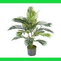 Areca palma