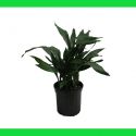 Aspidistra