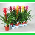 Guzmania