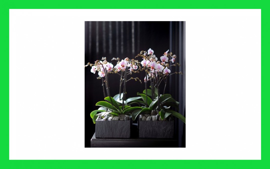 Falaenopsis orhideja