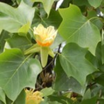 Liriodendron-tulipifera-leaf-flower-Tulipanovac-list-cvet
