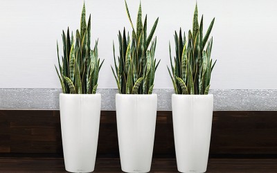 Houseplants pots